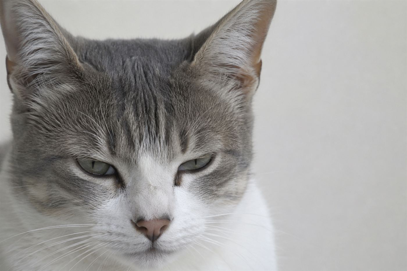 A close-up of a cat's eye with the third eyelid partially visible
