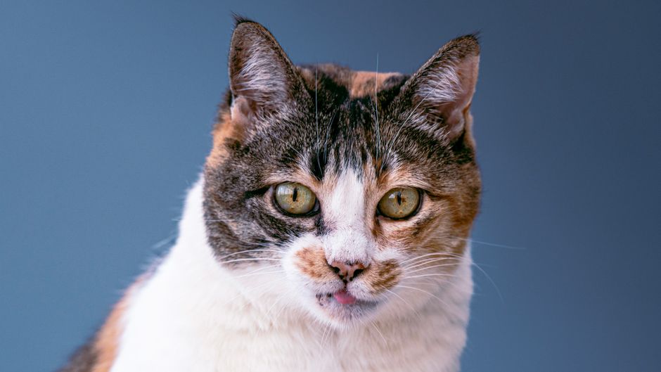 Calico cat