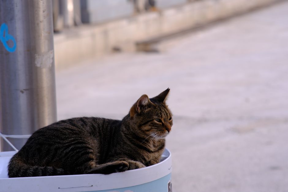 Cat