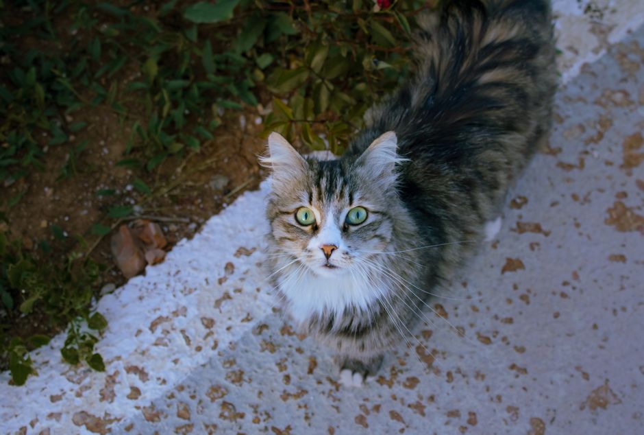 Kitten