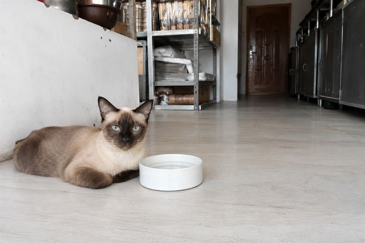 A cat resting near a water bowl in a bright kitchen