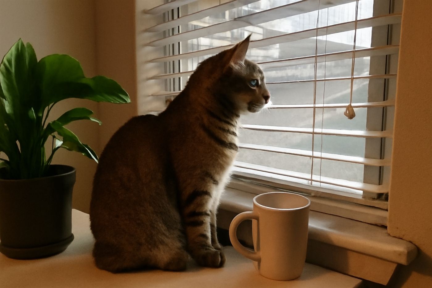 Photo of a cat gazing thoughtfully out a window or at a familiar person's hand