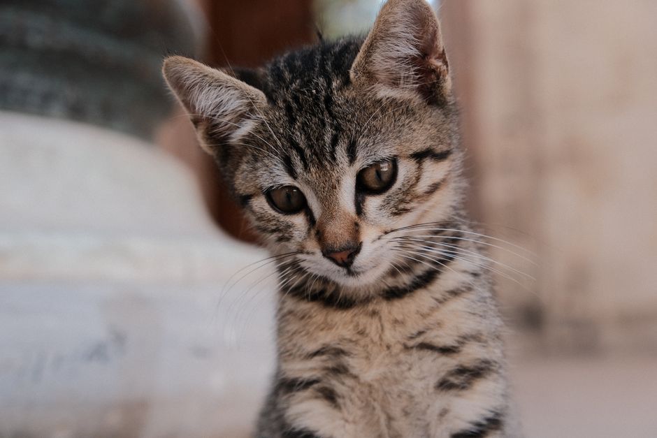Kitten
