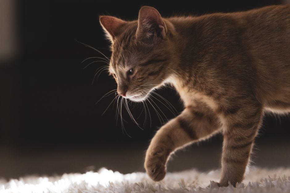 Kitten