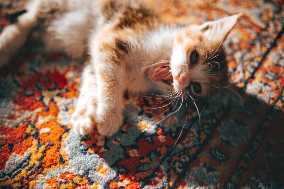 Kitten