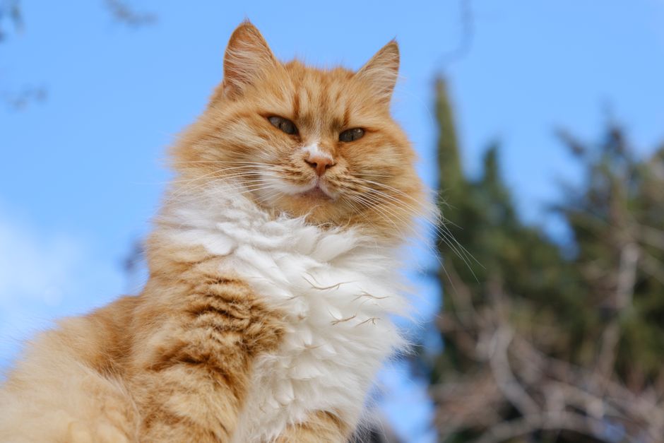Maine coon cat