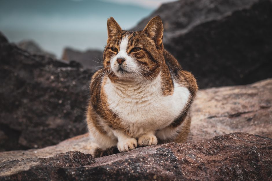 Manx cat