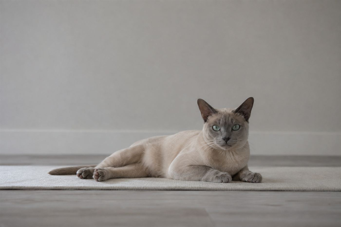 A young cat lying down with one hind leg visible