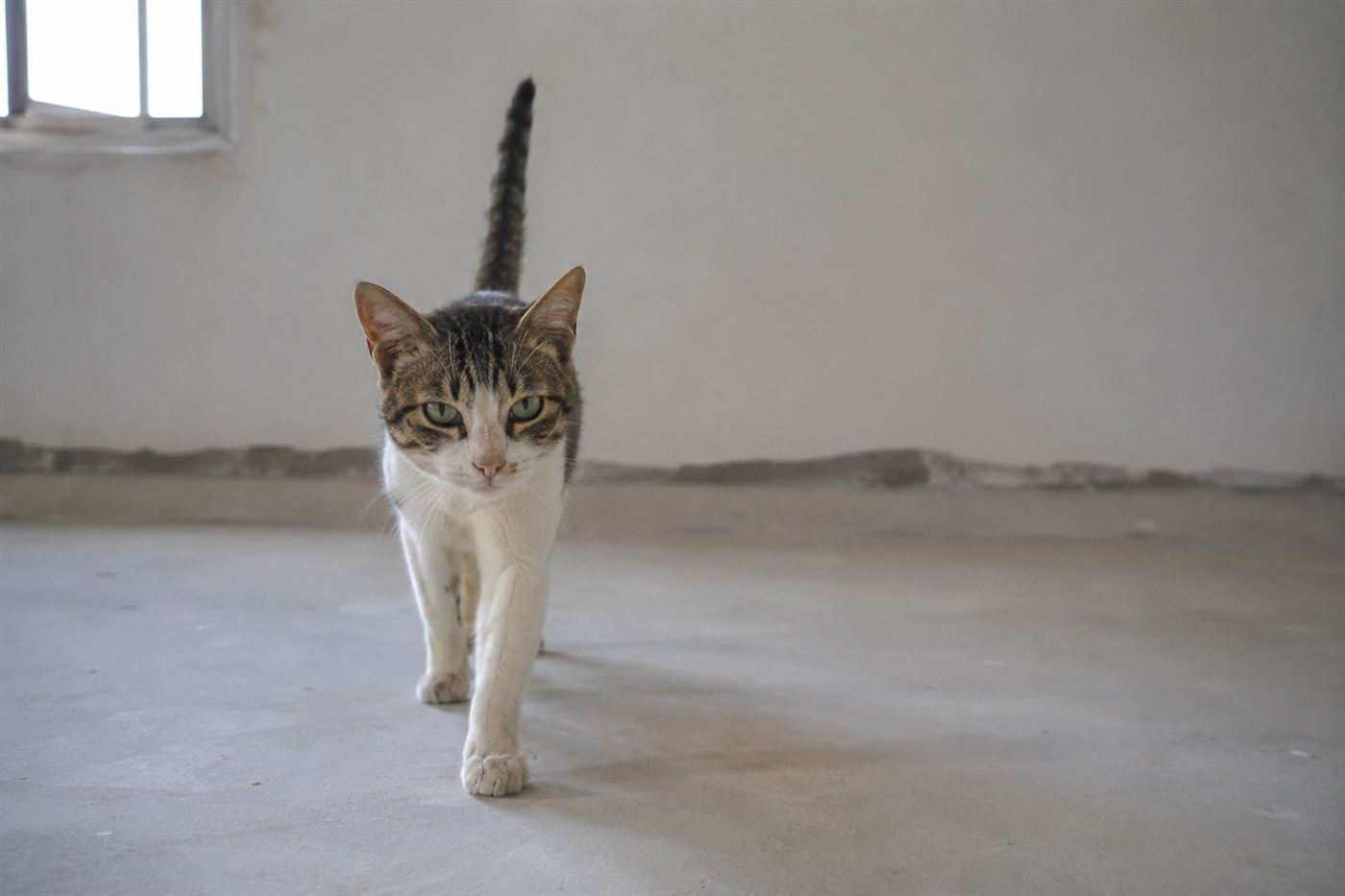 A cat with mouth closed mid-chirrup, approaching a person