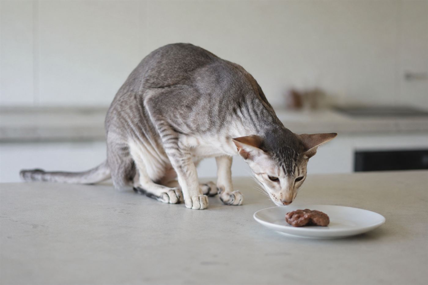 A cat sniffing a small piece of liver on a plate