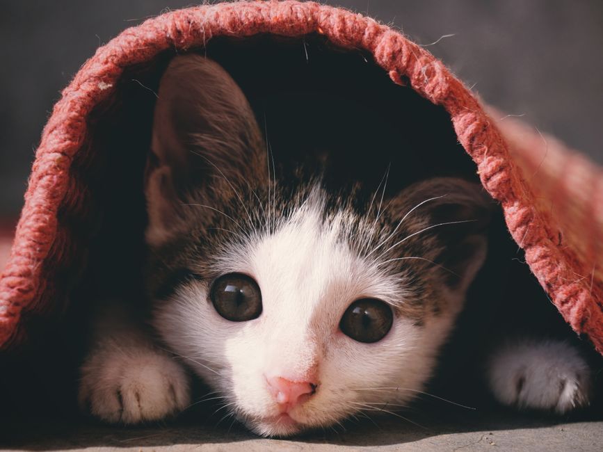 Kitten