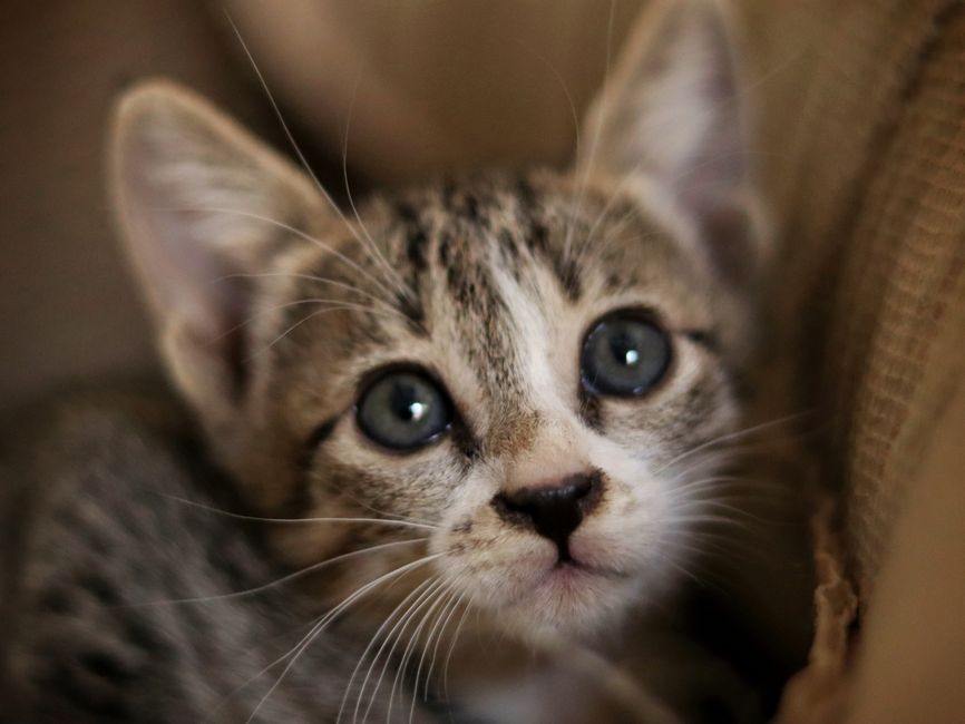 Kitten