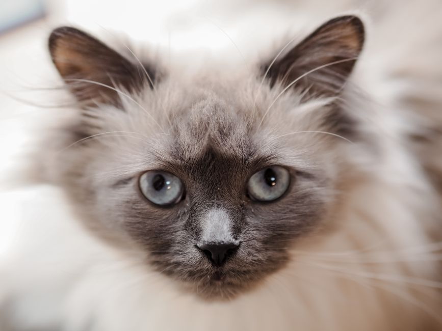 Ragdoll cat