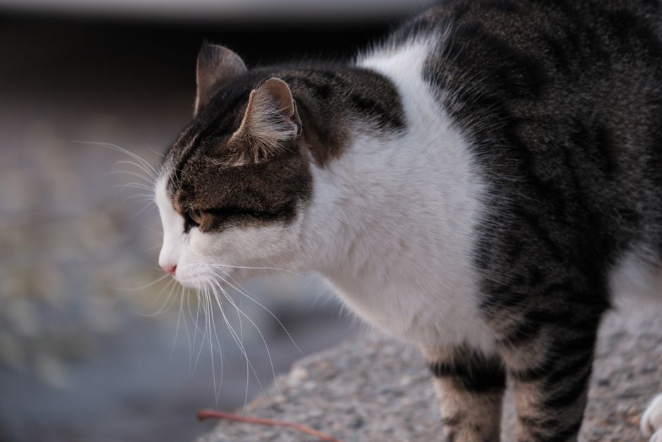 Manx cat