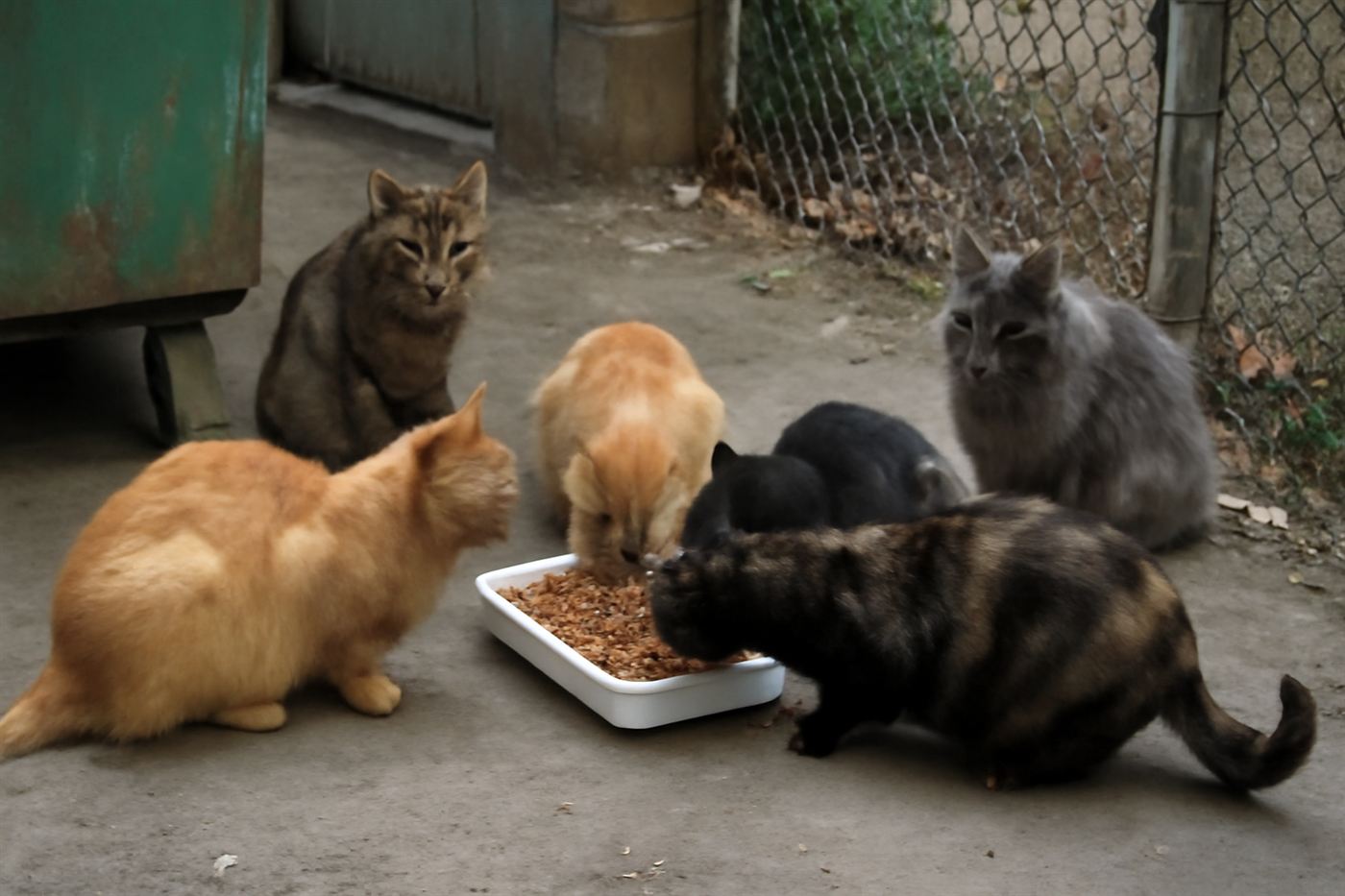 A small colony of outdoor cats gathered near a feeding station in an alley