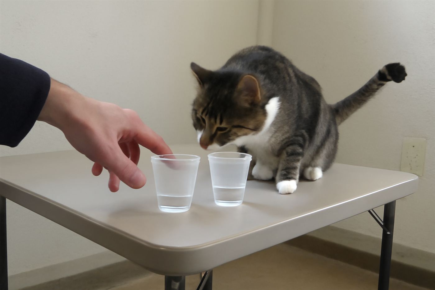 A researcher's hands near a cat interacting with two test objects on a table