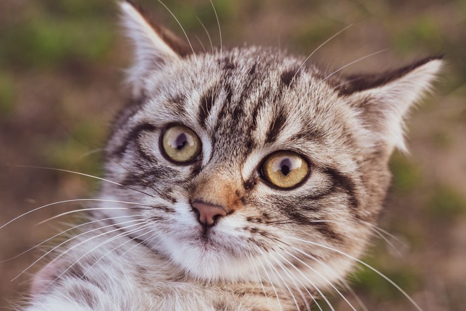 Kitten