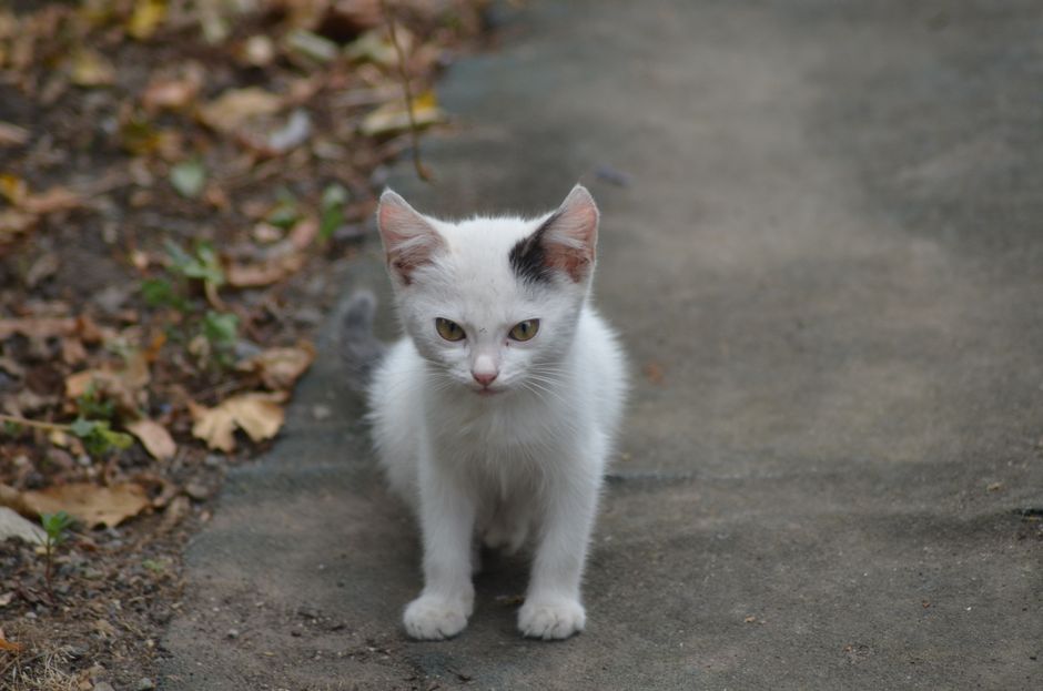Kitten