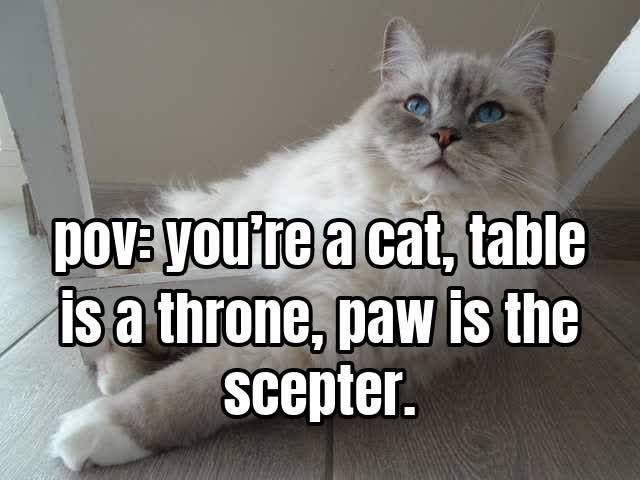pov: you’re a cat, table is a throne, paw is the scepter.