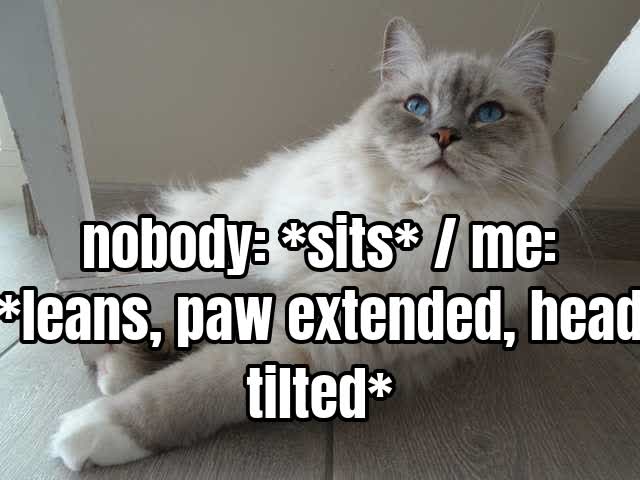 nobody: *sits* / me: *leans, paw extended, head tilted*