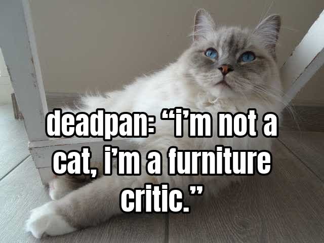 deadpan: “i’m not a cat, i’m a furniture critic.”