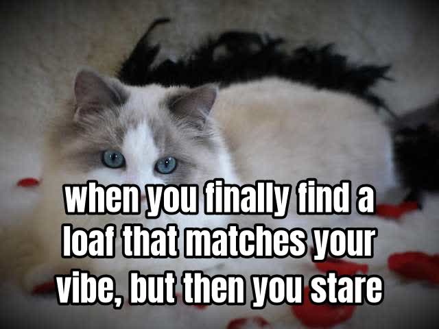 when you finally find a loaf that matches your vibe, but then you stare