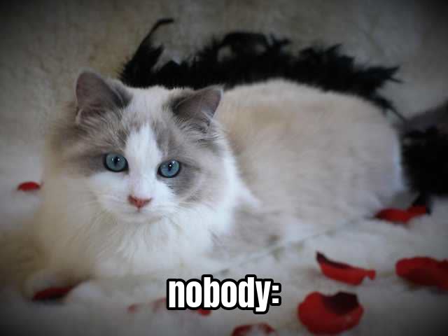 nobody: