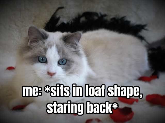 me: *sits in loaf shape, staring back*