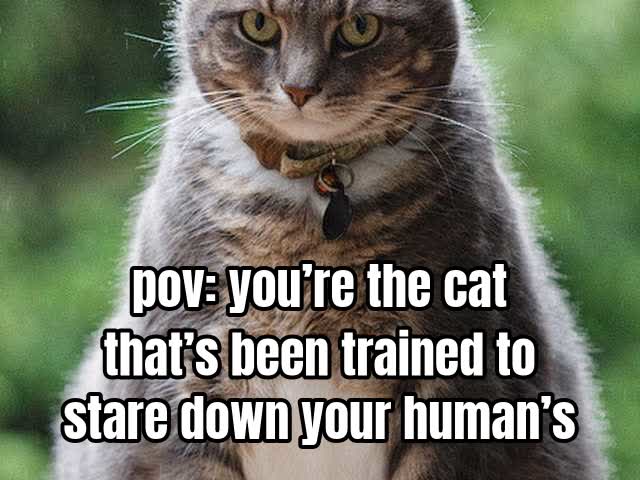 pov: you’re the cat that’s been trained to stare down your human’s boss.