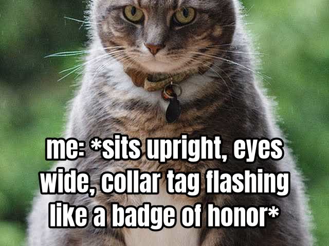 me: *sits upright, eyes wide, collar tag flashing like a badge of honor*