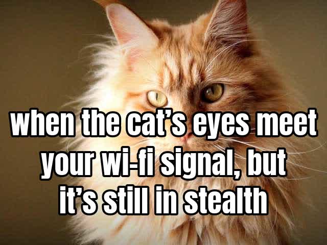when the cat’s eyes meet your wi-fi signal, but it’s still in stealth mode