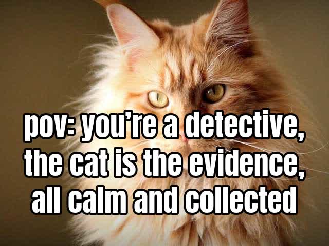pov: you’re a detective, the cat is the evidence, all calm and collected