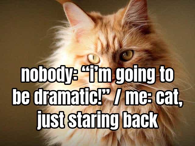 nobody: “i’m going to be dramatic!” / me: cat, just staring back