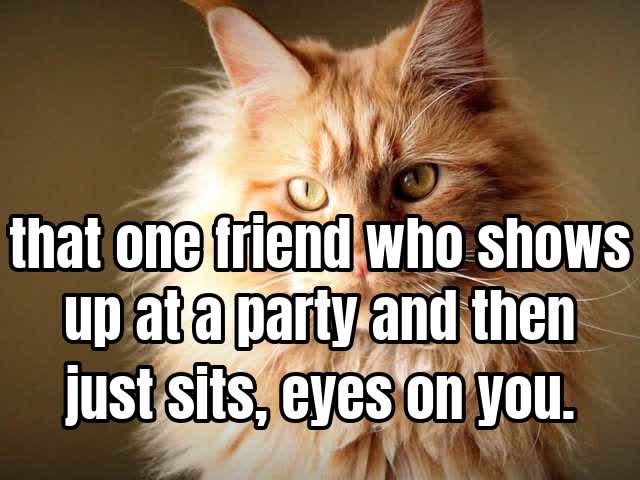 that one friend who shows up at a party and then just sits, eyes on you.