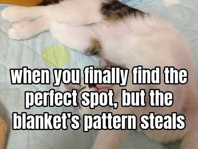 when you finally find the perfect spot, but the blanket’s pattern steals the show