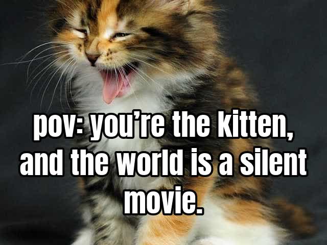 pov: you’re the kitten, and the world is a silent movie.