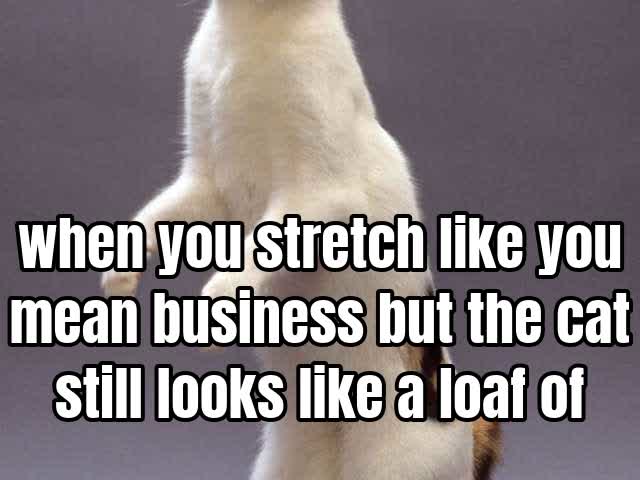 when you stretch like you mean business but the cat still looks like a loaf of bread.