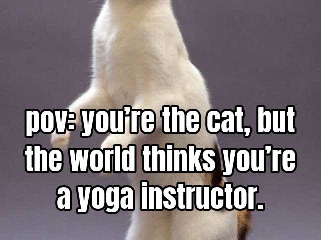 pov: you’re the cat, but the world thinks you’re a yoga instructor.