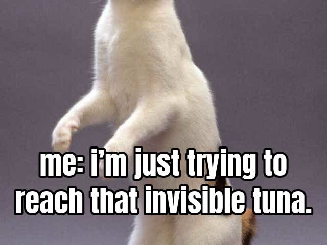 me: i’m just trying to reach that invisible tuna.