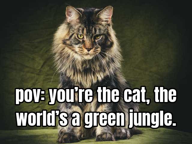 pov: you’re the cat, the world’s a green jungle.