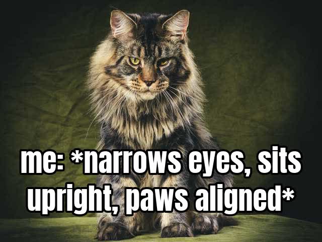 me: narrows eyes, sits upright, paws aligned