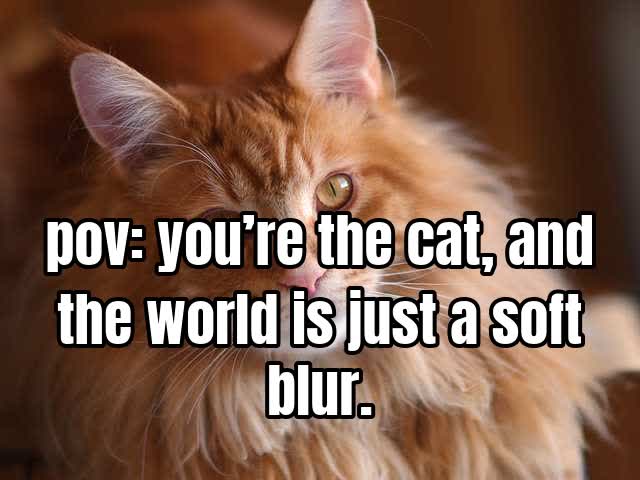 pov: you’re the cat, and the world is just a soft blur.