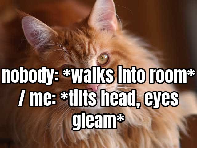 nobody: walks into room / me: tilts head, eyes gleam