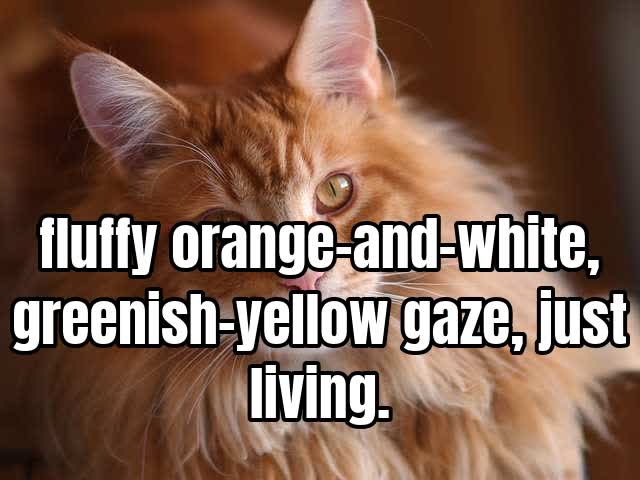 fluffy orange-and-white, greenish-yellow gaze, just living.