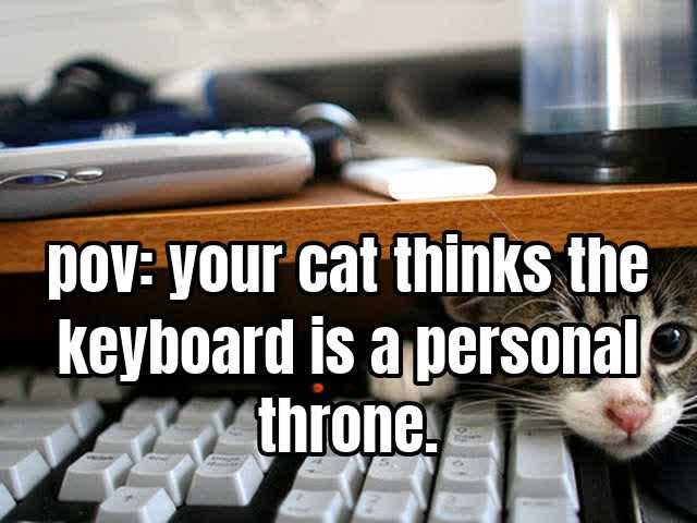 pov: your cat thinks the keyboard is a personal throne.