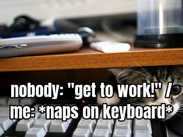 nobody: "get to work!" / me: naps on keyboard