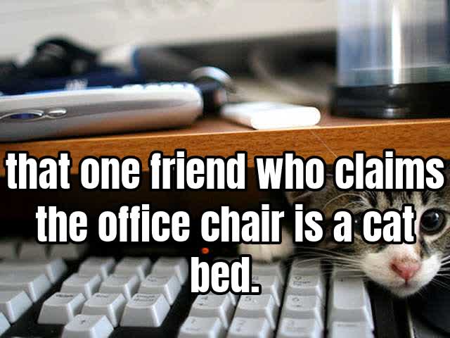 that one friend who claims the office chair is a cat bed.