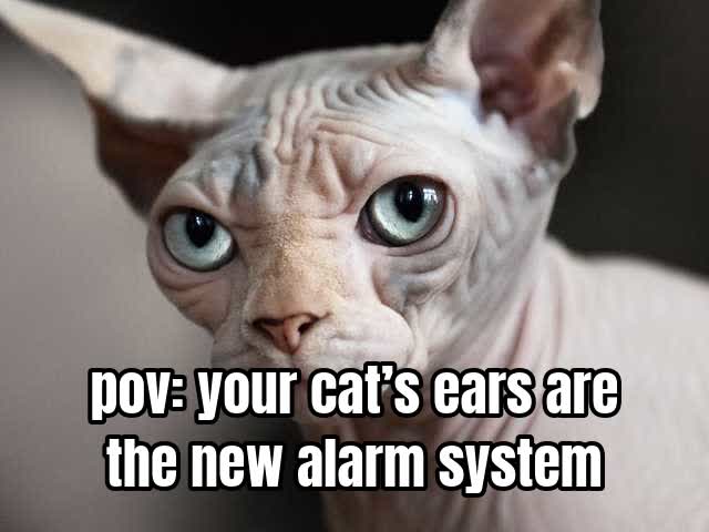 pov: your cat’s ears are the new alarm system