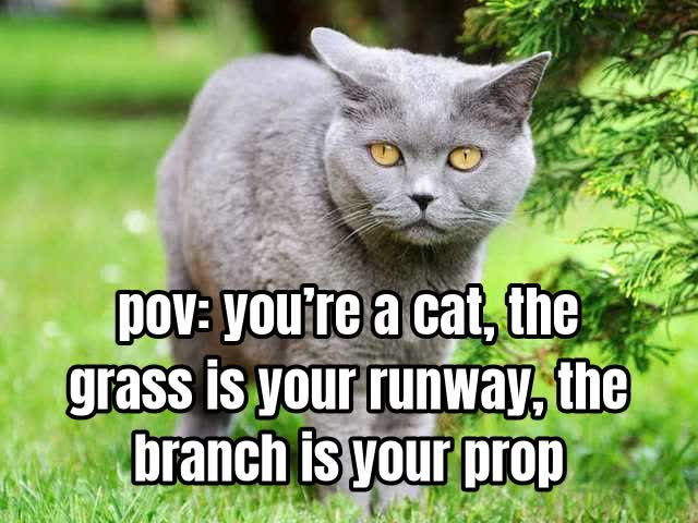 pov: you’re a cat, the grass is your runway, the branch is your prop