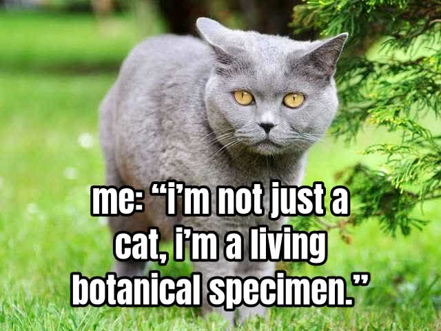 me: “i’m not just a cat, i’m a living botanical specimen.”